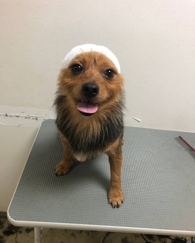 ことに動物病院の写真