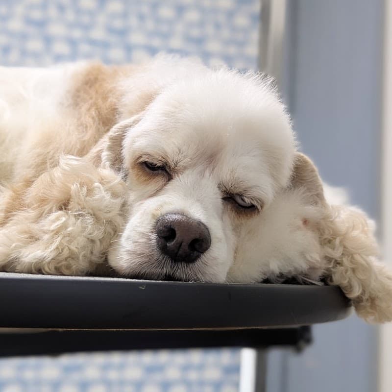 Dog salon momoの写真