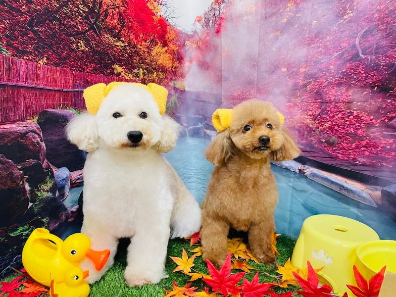 愛犬美容室MOCOの写真1