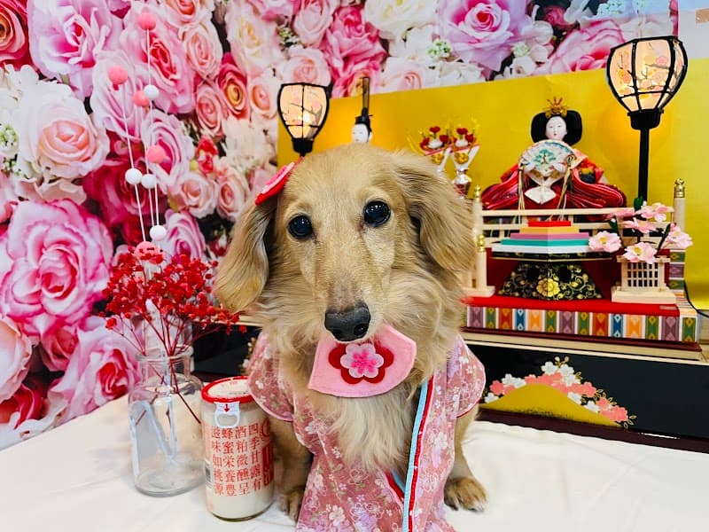 愛犬美容室MOCOの写真2