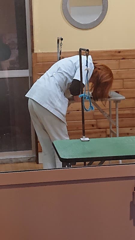愛犬美容室MOCOの写真5