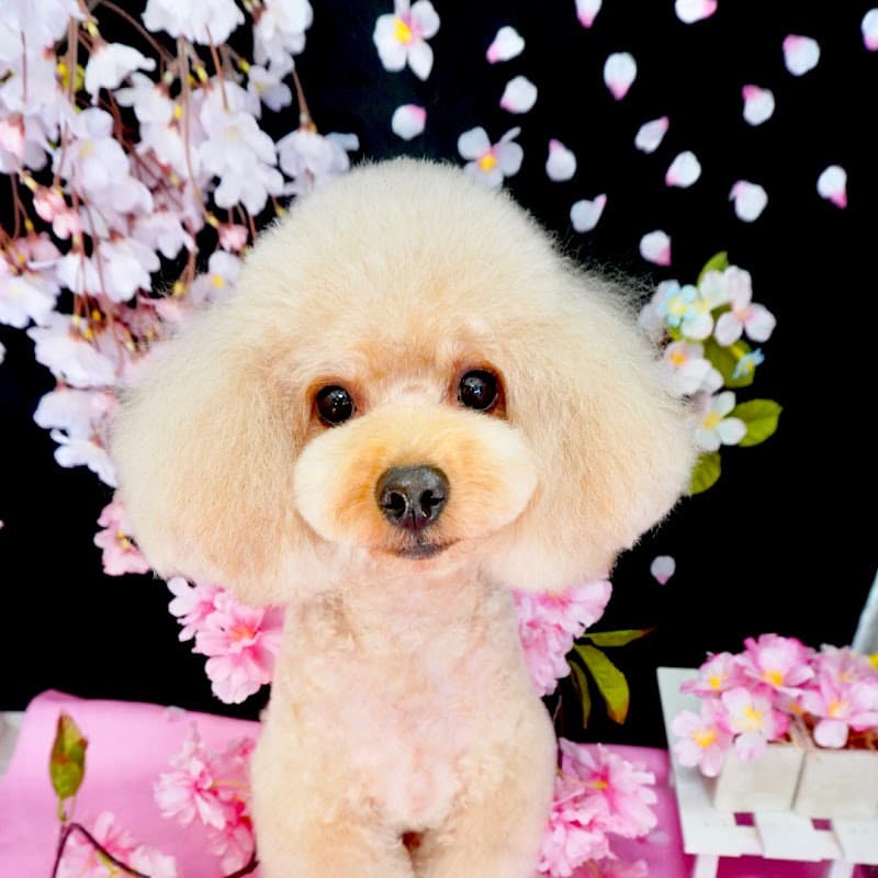 トリミングサロンファーモの写真2