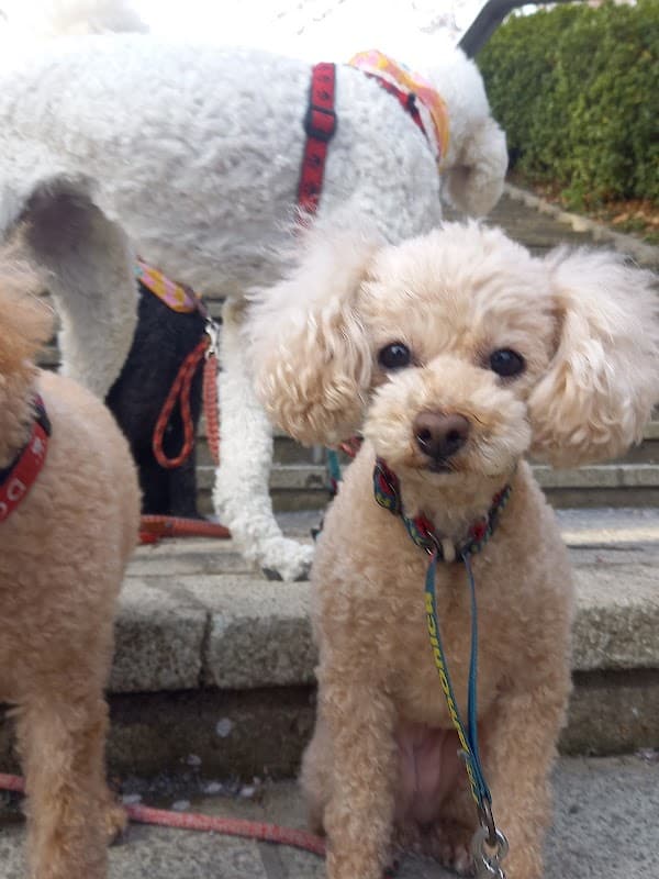 DogSalonDahliaの写真