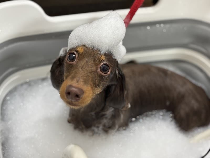 Dog Salon PETSAM - ペトサム -の写真