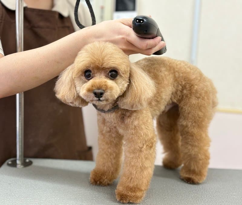Dog salon & Hotel COCOの写真
