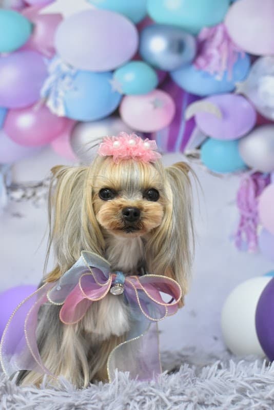Dogsalon N_trimの写真