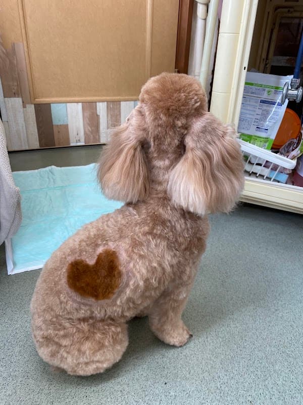 トリミングスタジオ イトウの写真