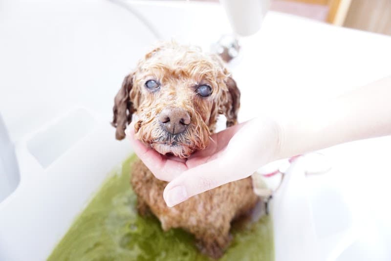 Dog’s Hale(ドッグスハレ)の写真