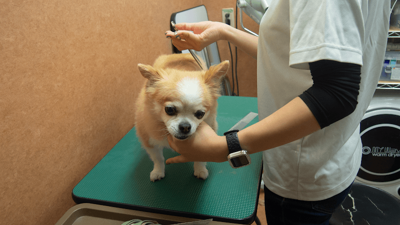麻布PET 麻布店ペットホテル&ペットシッター クレディセゾングループの写真4