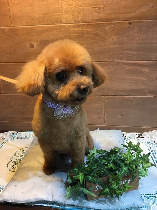 犬の美容室 わんなっぷの写真
