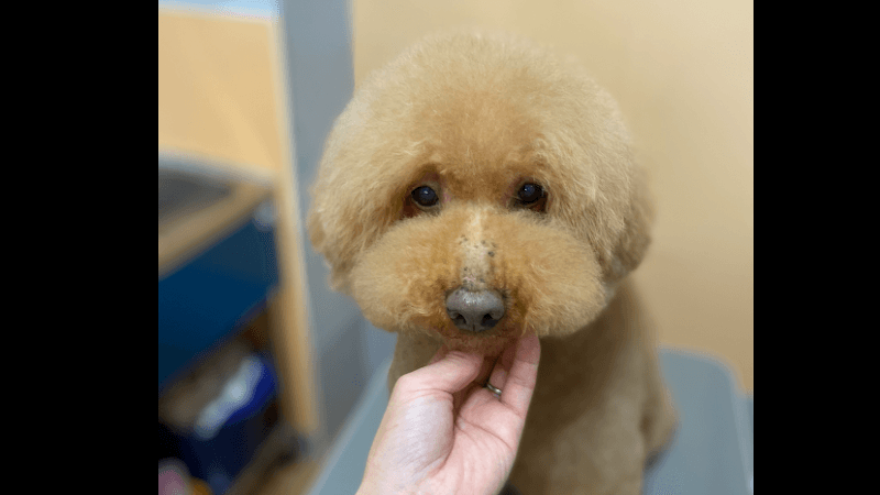 Dog salon famの写真