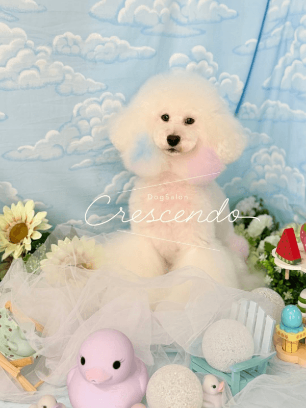 DogSalon Crescendoの写真