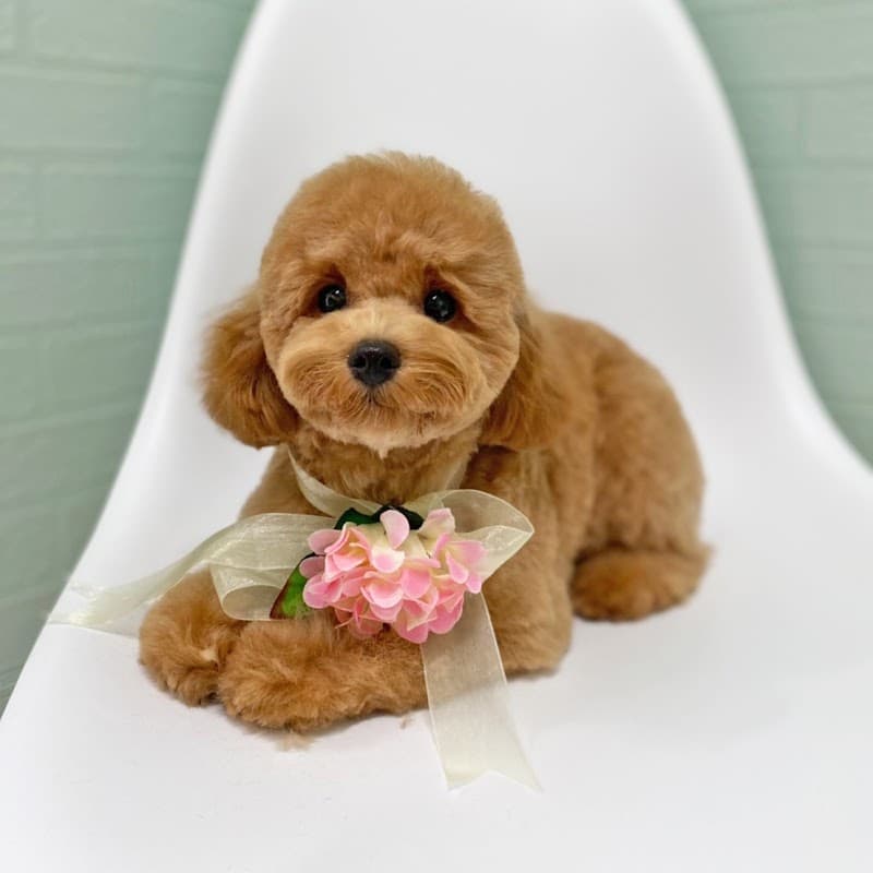 トリミングサロン Monomonaの写真