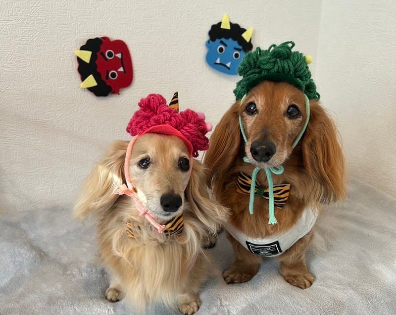 老犬介護ホーム Pumehanaの写真