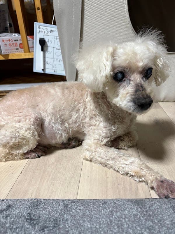 ペットホテル&老犬ホーム暖家の写真
