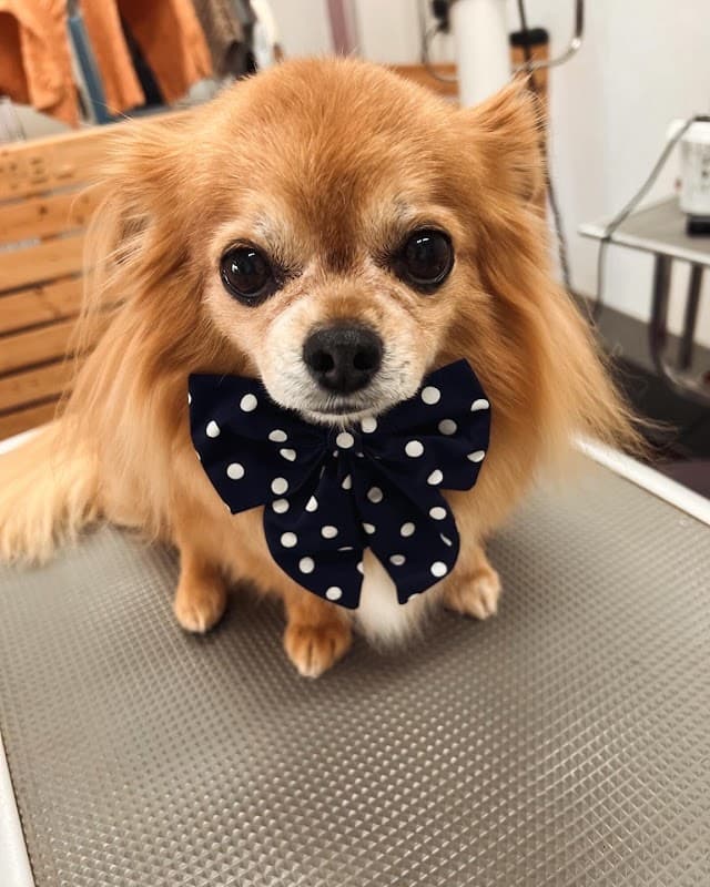 Dog Salon Peachの写真
