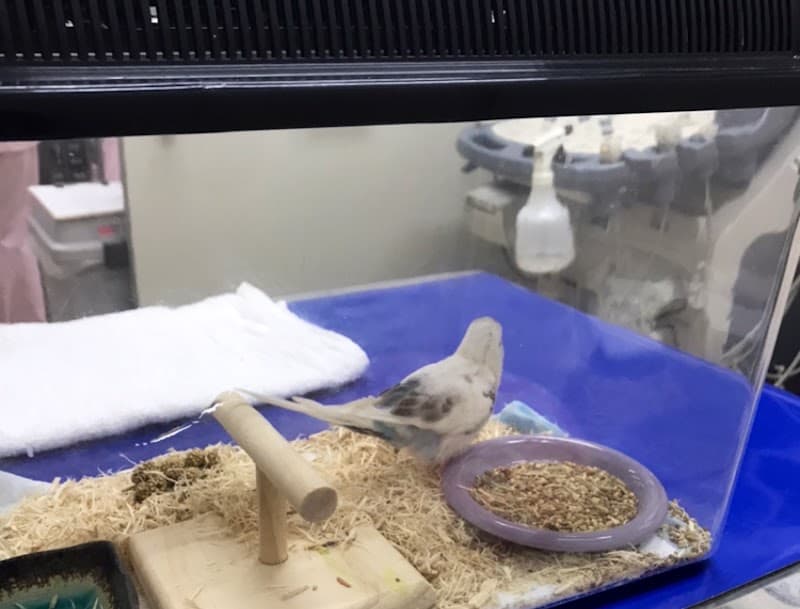 ひっぽ動物病院の写真
