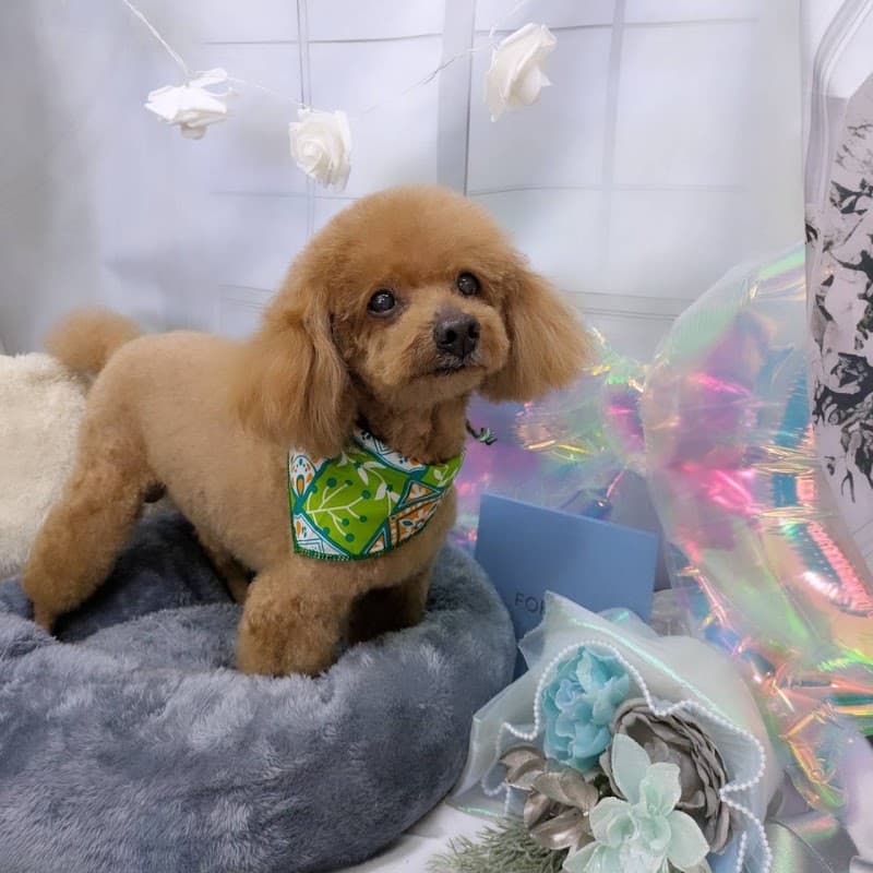 わんわん美容室シーズーの写真