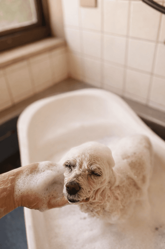 ワギンテールの写真3