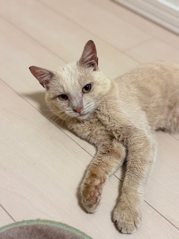菅谷動物病院の写真
