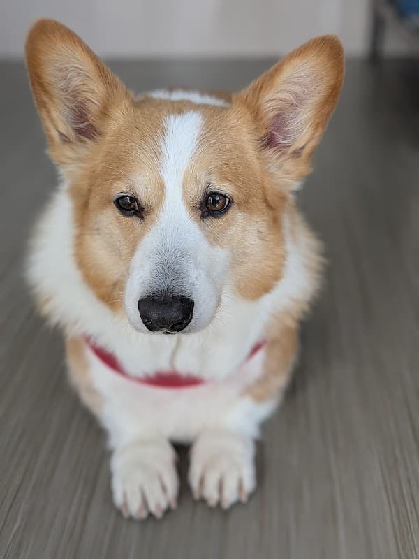 エンジェルドック(AngelDog)の写真3