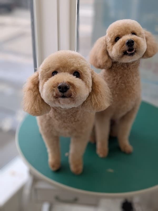 エンジェルドック(AngelDog)の写真4