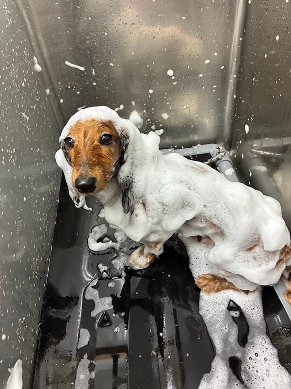 愛犬美容室マルシェの写真