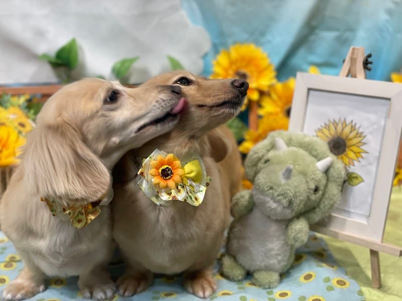 dogsalonKENCHERRYの写真2