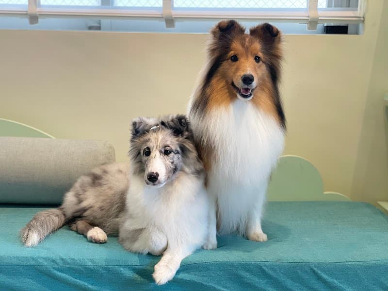 dogsalonKENCHERRYの写真4
