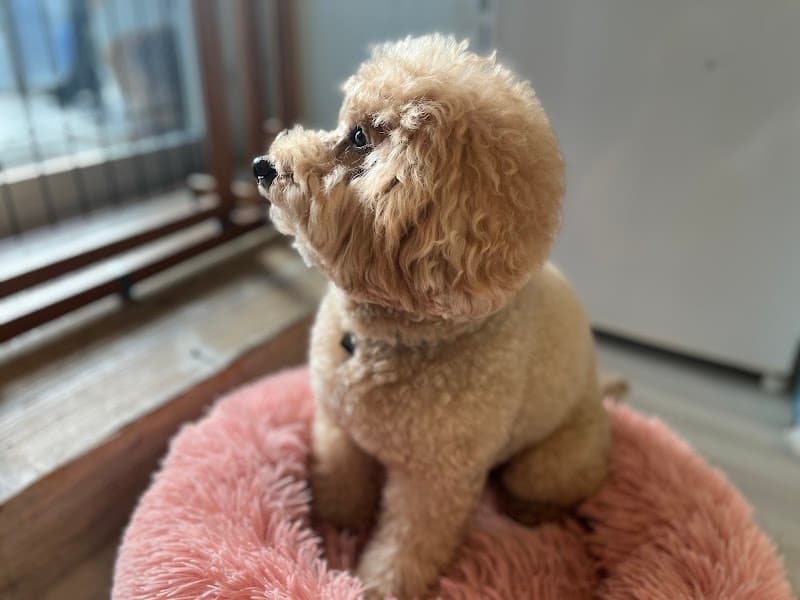dogsalonKENCHERRYの写真5