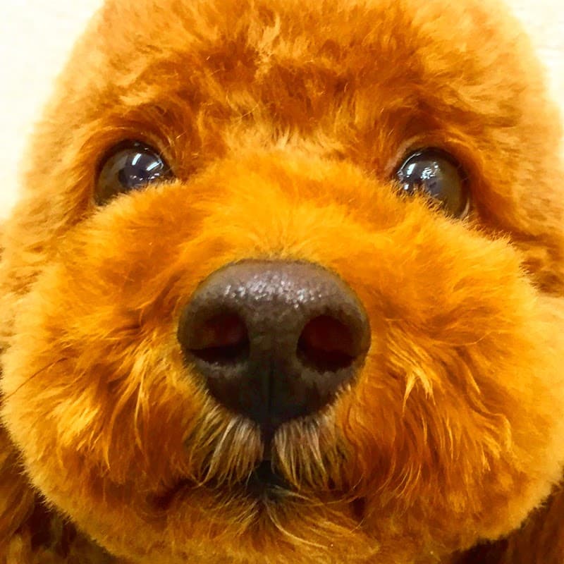 トリミングサロンmilimiliの写真
