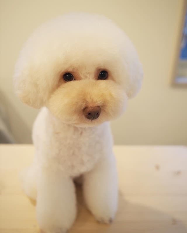 aiu for dogの写真