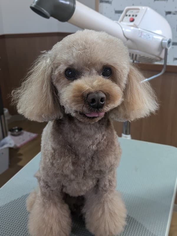 Dog salon Carinaの写真