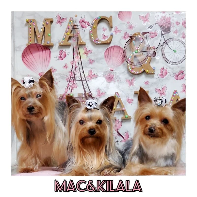 わんわん美容・ホテルMAC&KILALAの写真