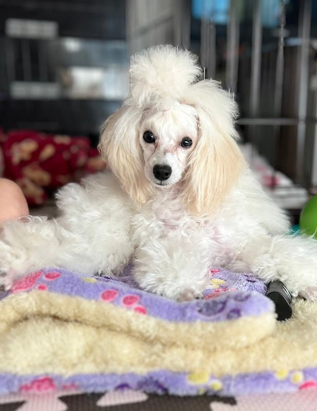 dog care salon ほわほわの写真
