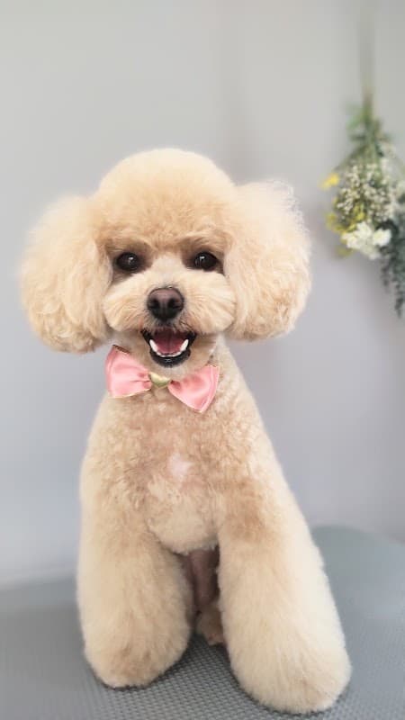 DOG SALON MARUの写真
