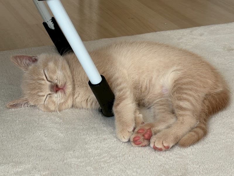 保護犬 保護猫 はっぴーの写真