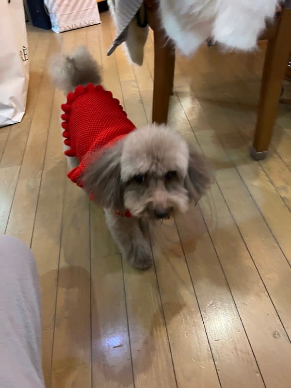 ドックサロン・シェリールの写真1