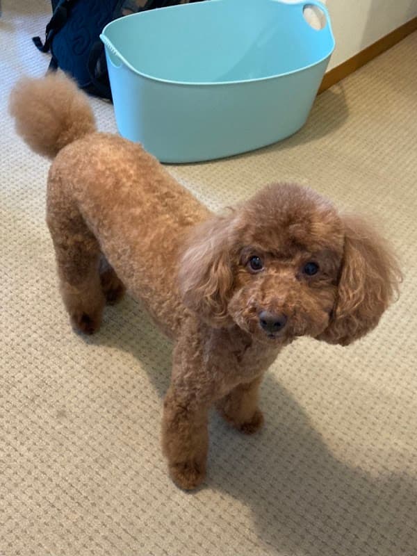 DogSalon Lenaの写真