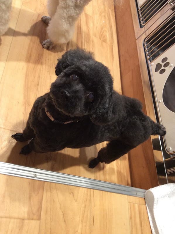 fido dog careの写真
