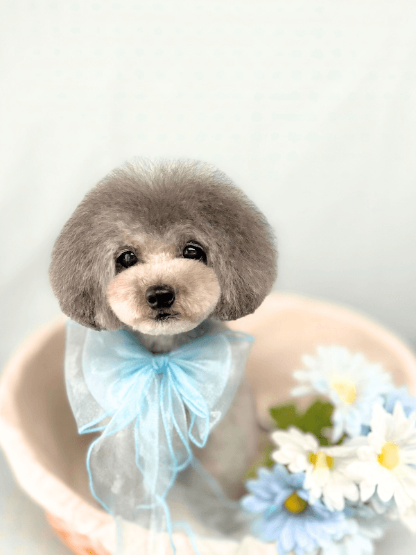 DOGSALON porte(ポルテ)の写真