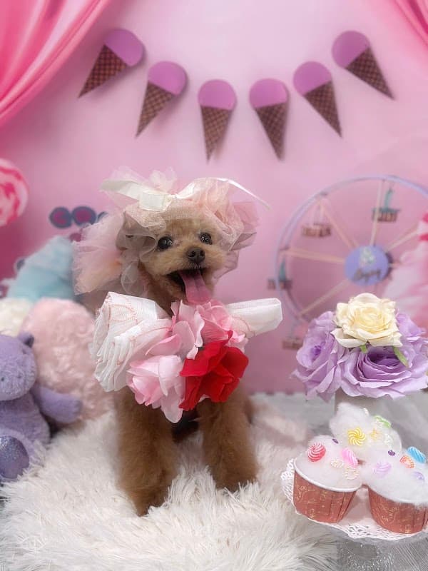 Dog Trimming Salon Sally 東山田店の写真1