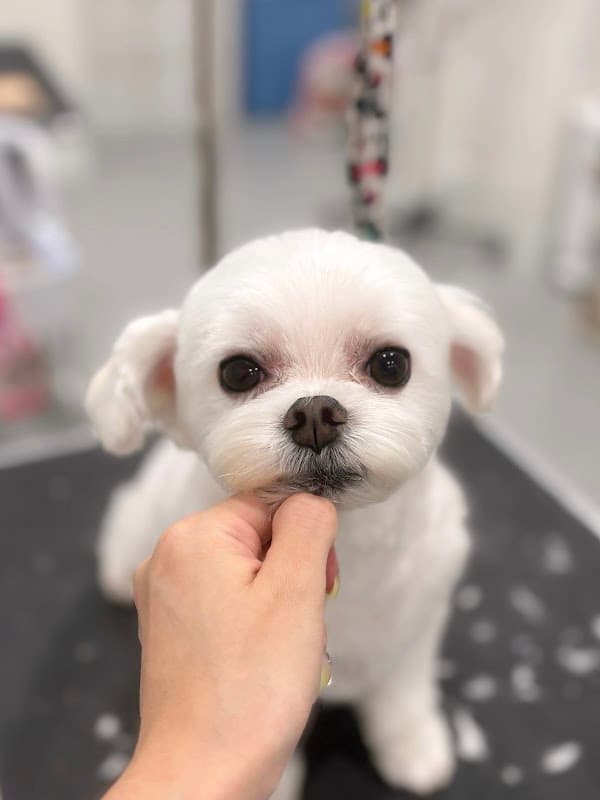 Dog Trimming Salon Sally 東山田店の写真3