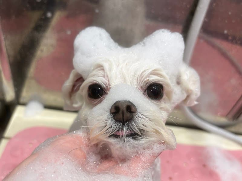 Dog Trimming Salon Sally 東山田店の写真4