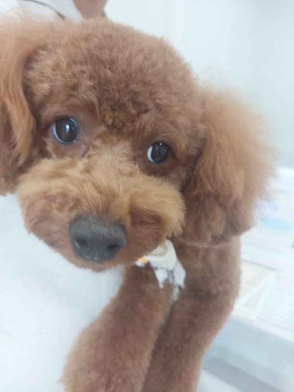 Dog Trimming Salon Sally 東山田店の写真5