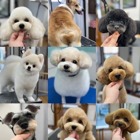 ペットホテル&トリミング ワンルーク 瑞穂区桜山店の写真