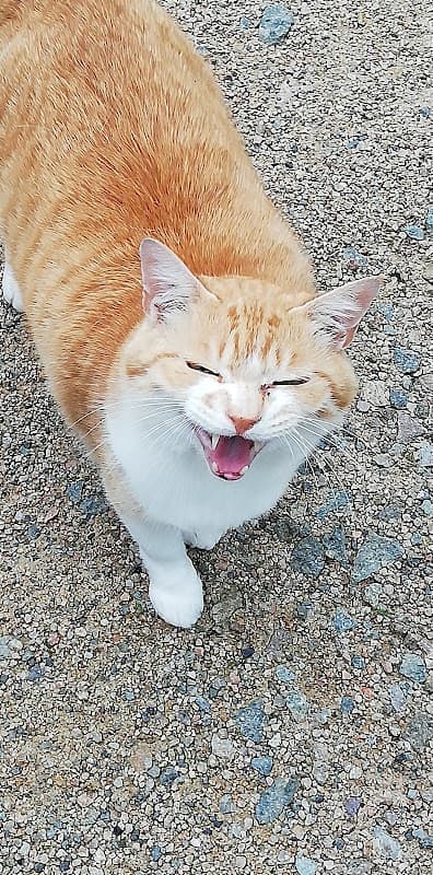 めぐり獣医科の写真