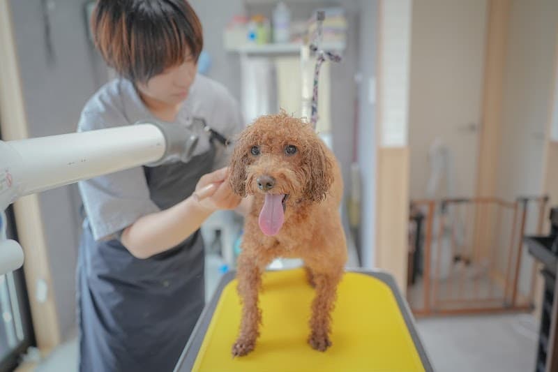 トリミングサロンらんまる/高塚 早奈恵の写真4