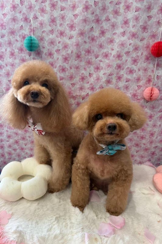 トリミングサロン・ペットホテルtoitoiの写真1