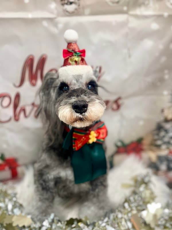 BEARD DOG GROOMING SALONの写真